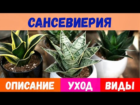 Video: Sansevieria 