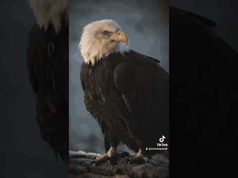 بالوجه مرايه