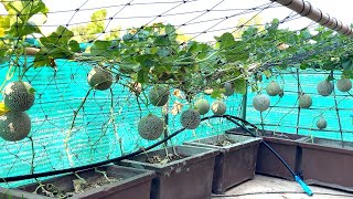 How to grow cantaloupe from seed in pot at home, Growing rock melon step by step method.