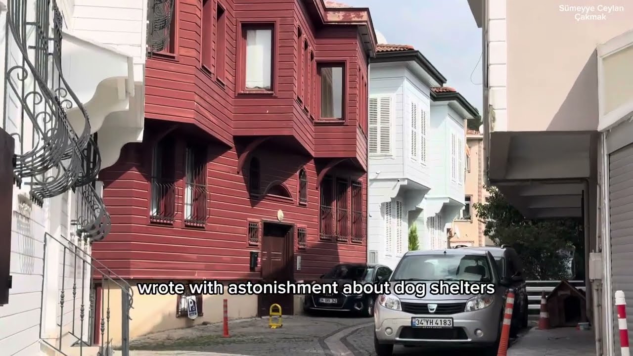 The City of Cats: Istanbul (Short Documentary) | İstanbul, Kedilerin Şehri (Kısa Belgesel)