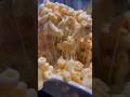 NEVER DO THIS when you make Mac and Cheese!! 😳🧀 #food #macandcheese #shorts