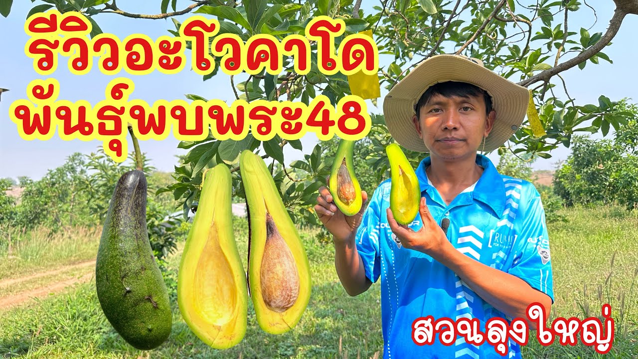 รีวิวอะโวคาโดพันธุ์พบพระ48 พันธุ์ไทยเนื้อเหนียวมันอร่อยมาก #อาฟู่ #พบพระ48 #อะโวคาโด  #สวนลุงใหญ่