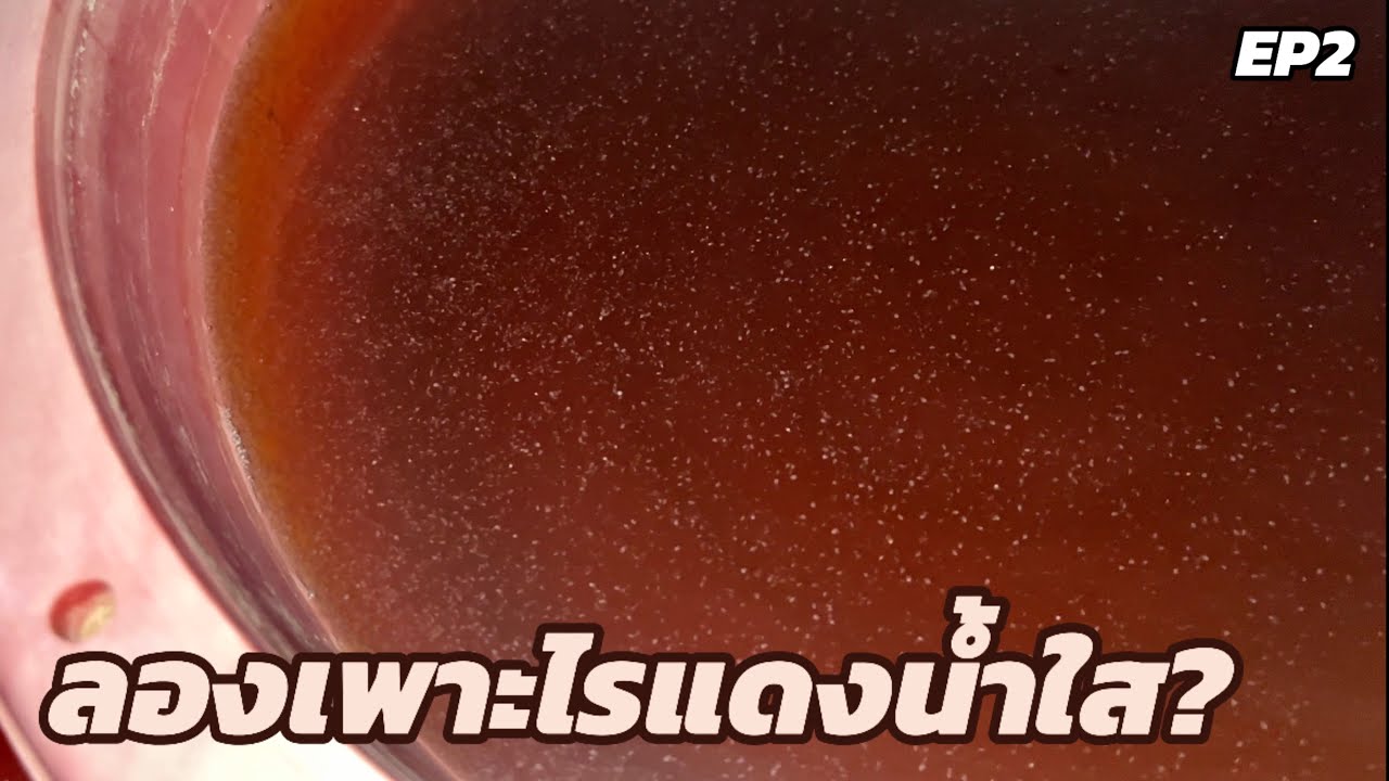 ลองทำดู!! | เพาะไรแดงน้ำใสให้ดู สูตรกากน้ำตาล EP2