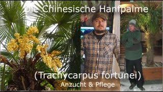 Die chinesische Hanfpalme  Winterharte Palme Wissenswertes, Anzucht & Pflege Trachycarpus fortunei