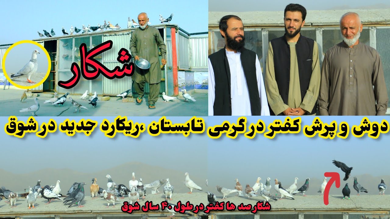 شکار کوریز|ریکارد،باخت ۲ کفتر در طول چهل سال شوق| شش کفتر حریف را با دست شکار کردیم|شوق در صبح وقت 🧐