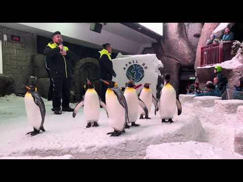 Ski Dubai | Snow Park Rides | Penguin Encounter