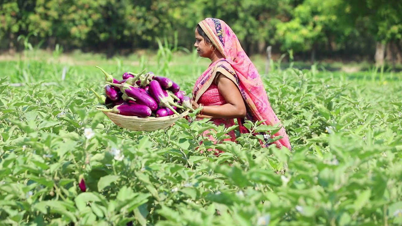 छोटे बैंगन की भरवा कलौंजी इतनी स्वादिष्ट की खाऐ और रिश्तेदार को भी खिलाए || Bharwa baingan Recipe