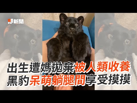 黑豹出生遭媽拋棄 被人類收養呆萌享受摸摸｜野生動物｜寵物｜貓科動物｜精選影片