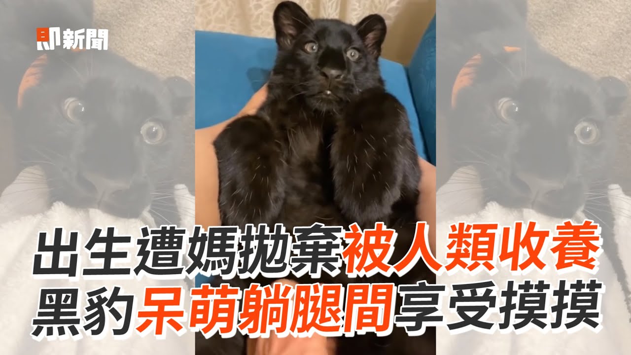 黑豹出生遭媽拋棄　被人類收養呆萌享受摸摸｜野生動物｜寵物｜貓科動物｜精選影片