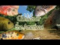 Dan Sharifi's Cichlids of the Americas Global Premier behind the scenes tour of his amazing facility