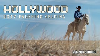 : Hollywood 2017 Palomino Gelding