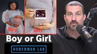 How to Conceive a Boy (Or a Girl) and is There Proof it Works | Dr.Andrew huberman
