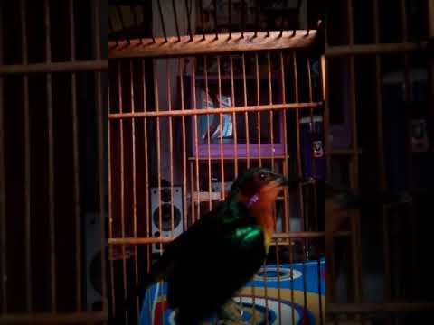 Di Jual Kolibri Wulung Asli Garut 5 Jt Youtube