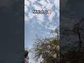 Mini vlog 🌸#youtubeshorts #trending #shorts #love #trendingshorts #ytshorts #vlog