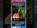 One of nature's biggest lies: The BlueMorpho.