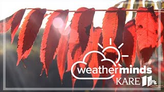 WeatherMinds: How leaves get their fall colors