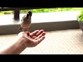 きっちゅんの感触が懐かしい
