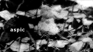 aspic (Dsi Tempest, Microkorg, Piano)