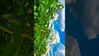 Amazing Mountain Sky View  Peaceful Nature Landscape  naturelandscape mountainswiev natureshort