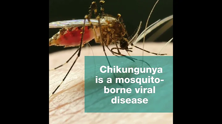 What is chikungunya? #virus #mosquito