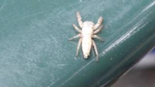 Strange white spider seen in Bryant Park in Manhattan, NY