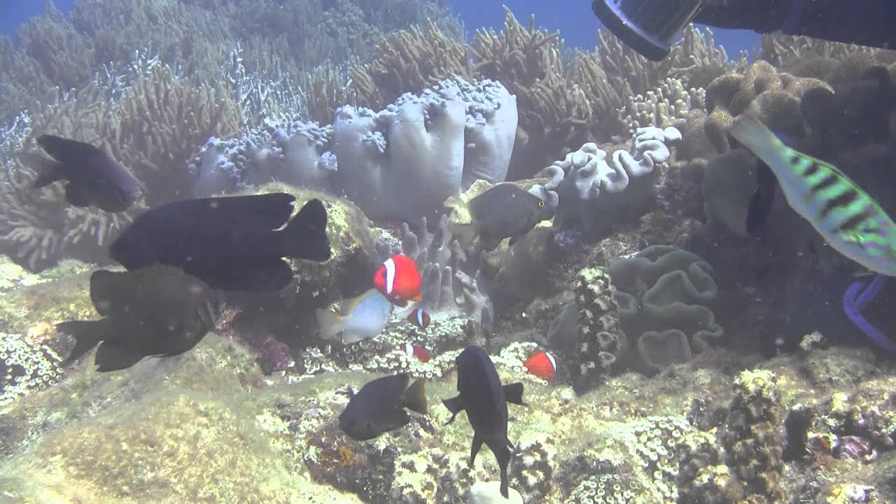 20130615 Diving Sunabe Okinawa ダイビングペンシル