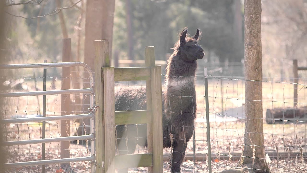 llaman スペイン語 Llama Nation: The Documentary - Teaser #1