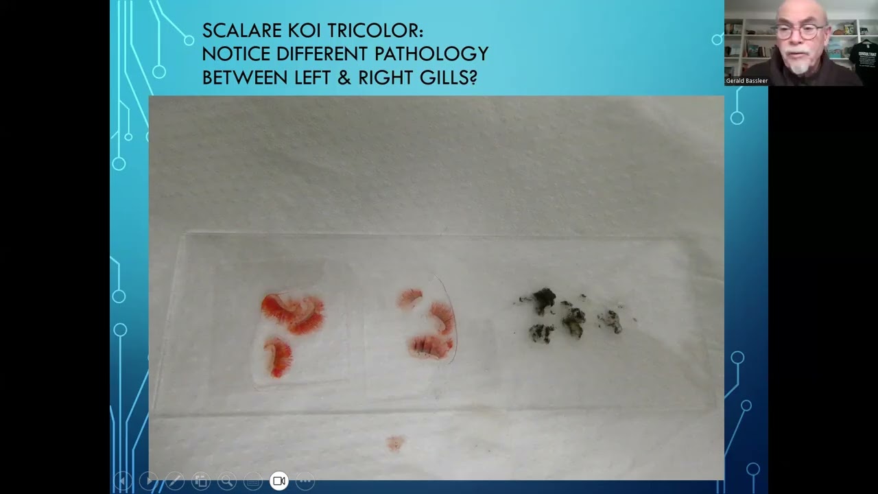 Fish disease case nr. 371 Scalare Pterophyllum with external and internal bacterial infection