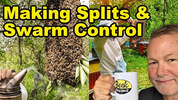 Beekeeping In The Spring: Splits & Swarm Control