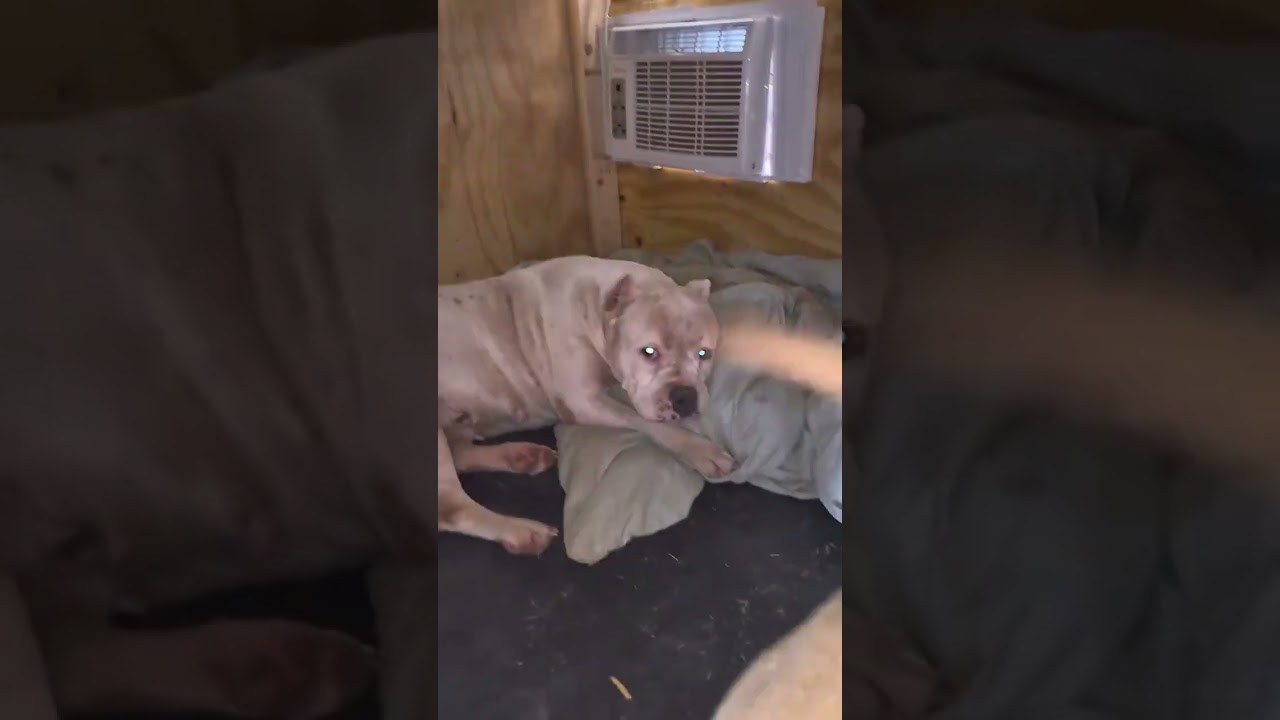 I INSTALLED AC FOR MY DOGS NOW THEY REFUSE TO LEAVE THE KENNEL 😂🥵#bulldog #puppy #dogbreed #trending