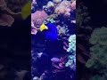 🐋🐟🐳🐬#dorie #doryfish #sea #sealife #wunderschön #unterwasserwelt #short