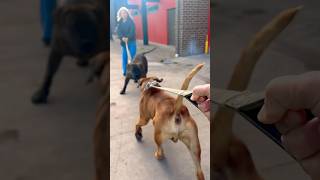 Boerboel’s Out exploring