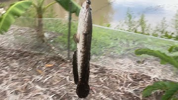 Câu cá rô phi, bất ngờ thấy bầy lòng ròng // Ba Gạo tv