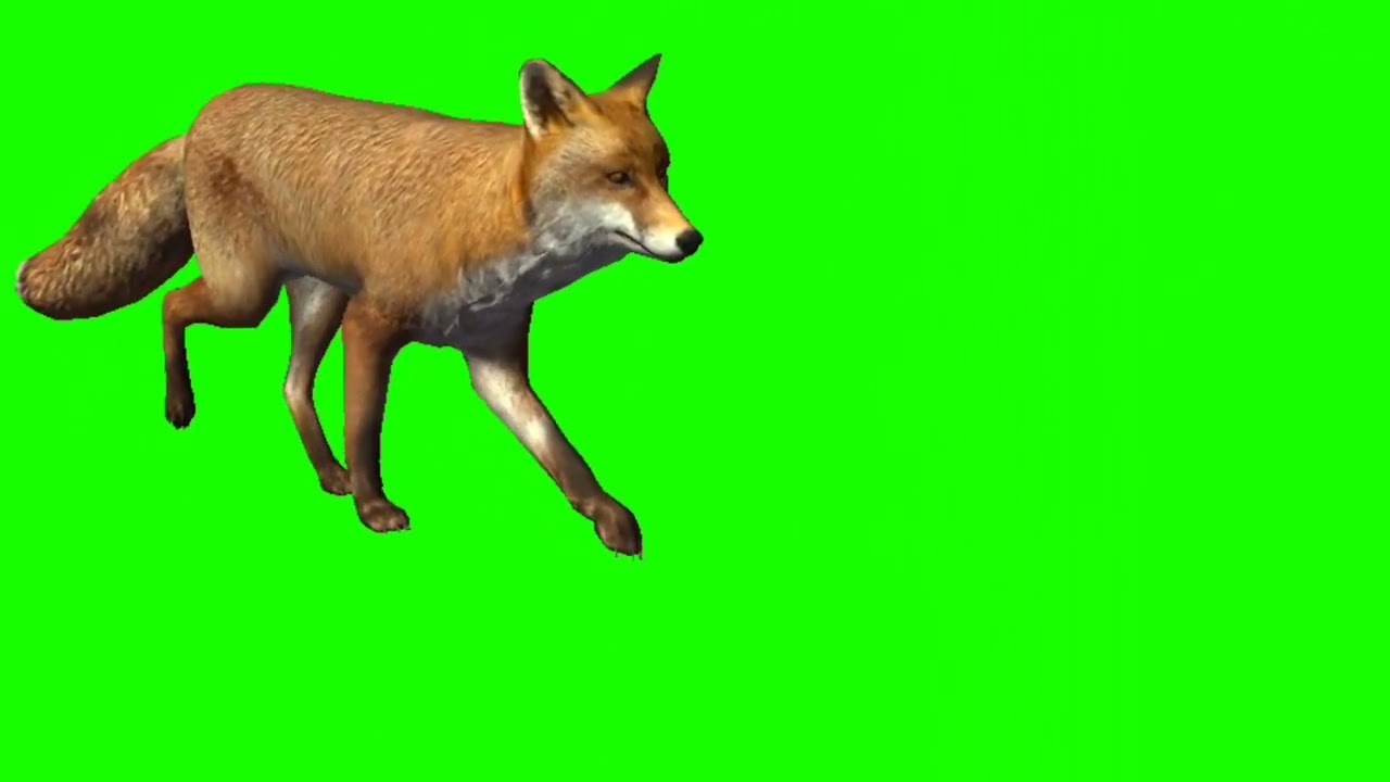 Fox HD green screen video ( no copyright) all movements