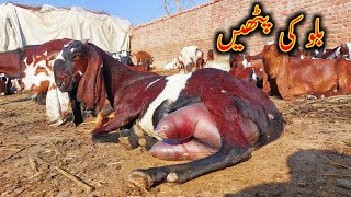 Top Class Milking Goat Bread - Biluu Bkra - Goats