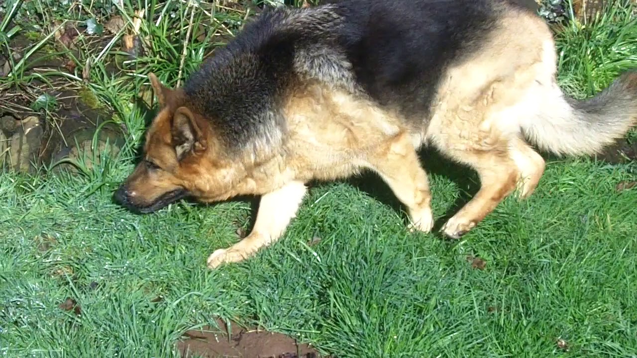 German Shepherd Bella/Liner/ Fatty grazing. - YouTube