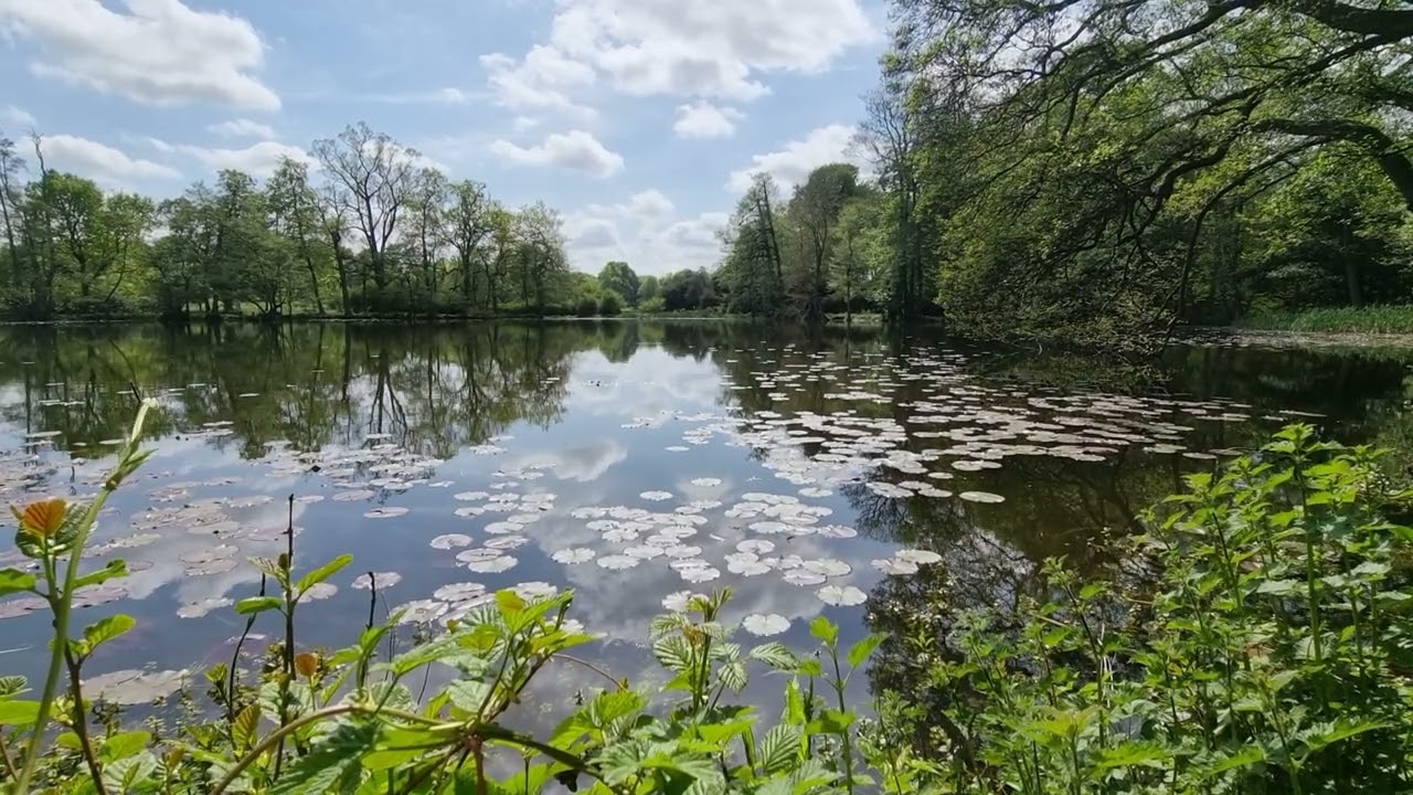 HD Lilly lake   , Beautiful - England  