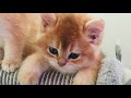 🧡🤩🙀В КАКОМ ВОЗРАСТЕ МОЖНО ЗАБИРАТЬ КОТЕНКА😺😻☀️ЗОЛОТАЯ ШИНШИЛЛА🧡