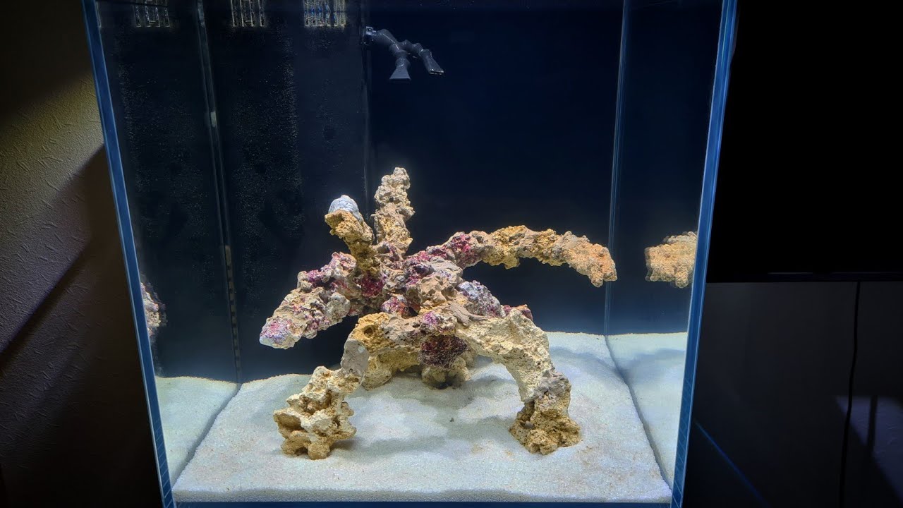 Cycling The Reef Tank!!