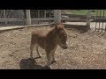 神戸の六甲山牧場　ミニチュアホースの赤ちゃん誕生