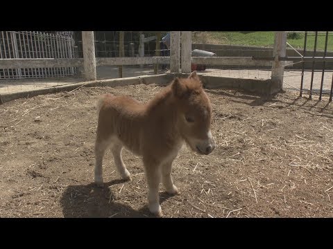 神戸の六甲山牧場 ミニチュアホースの赤ちゃん誕生 Youtube