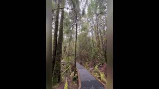 Historic Bird River Bridge…Tasmania