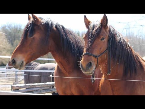 dressage arena FMA - A day with my Canadian Horse
