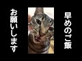ちょっと早めのご飯をお願いする猫。