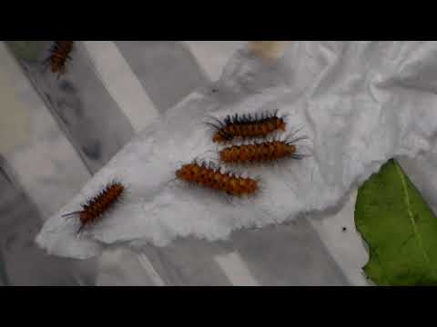 I finally have them: EUCHROMIA!  (Erebidae/Arctiidae)