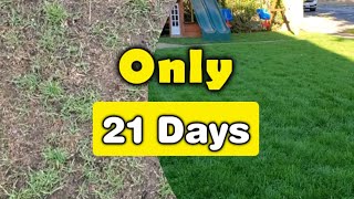 Fix Your Thin Lawn In ONLY 3Weeks