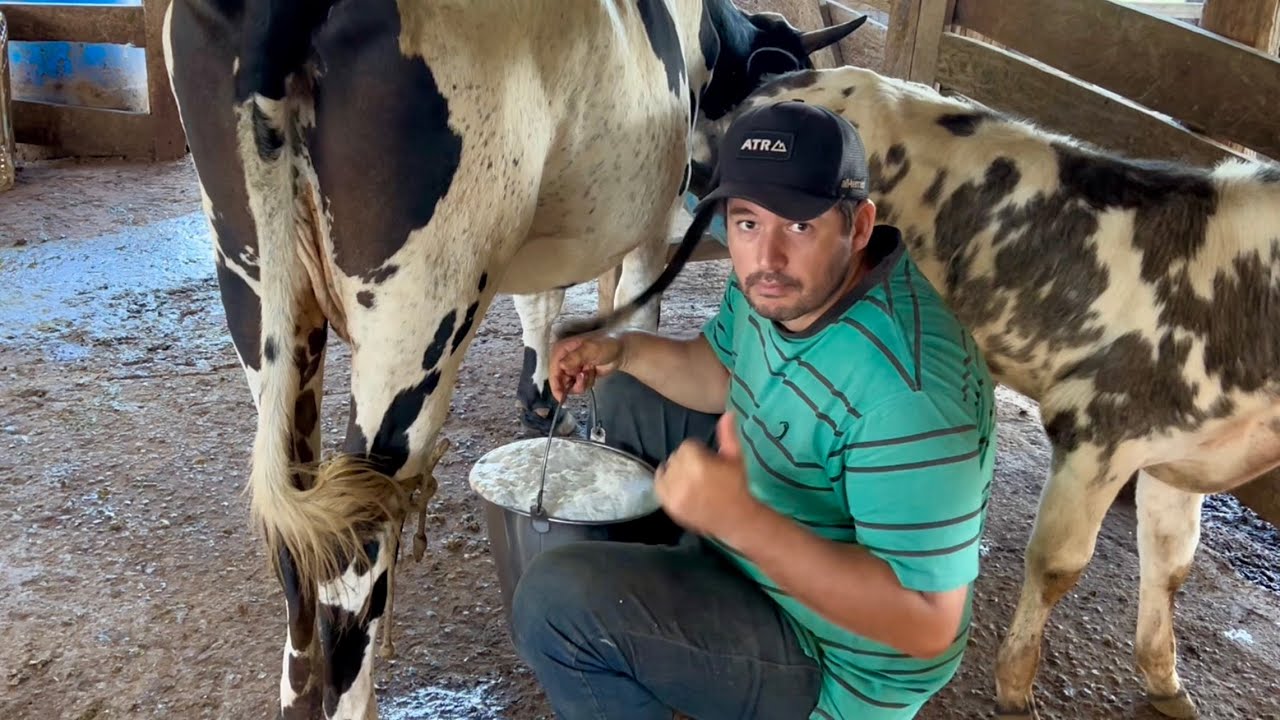 Será que deu certo a intervenção no teto? Desmamei 3 vacas 