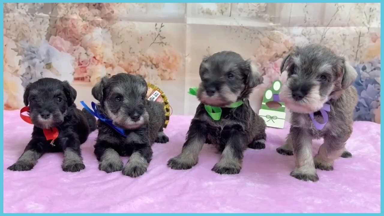 ペットショップcoo&riku No.00747782 M・シュナウザー - YouTube