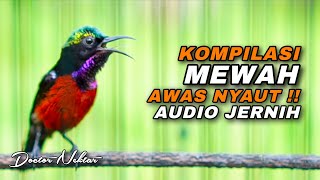 KOMPILASI TEMBAKAN MEWAH KONIN GACOR FULL ISIAN AUDIO JERNIH COCOK BUAT MASTERAN KOLIBRI NINJA IJOAN