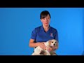 Meet Jenny and Nova - Rose Canine Bed Bug Team